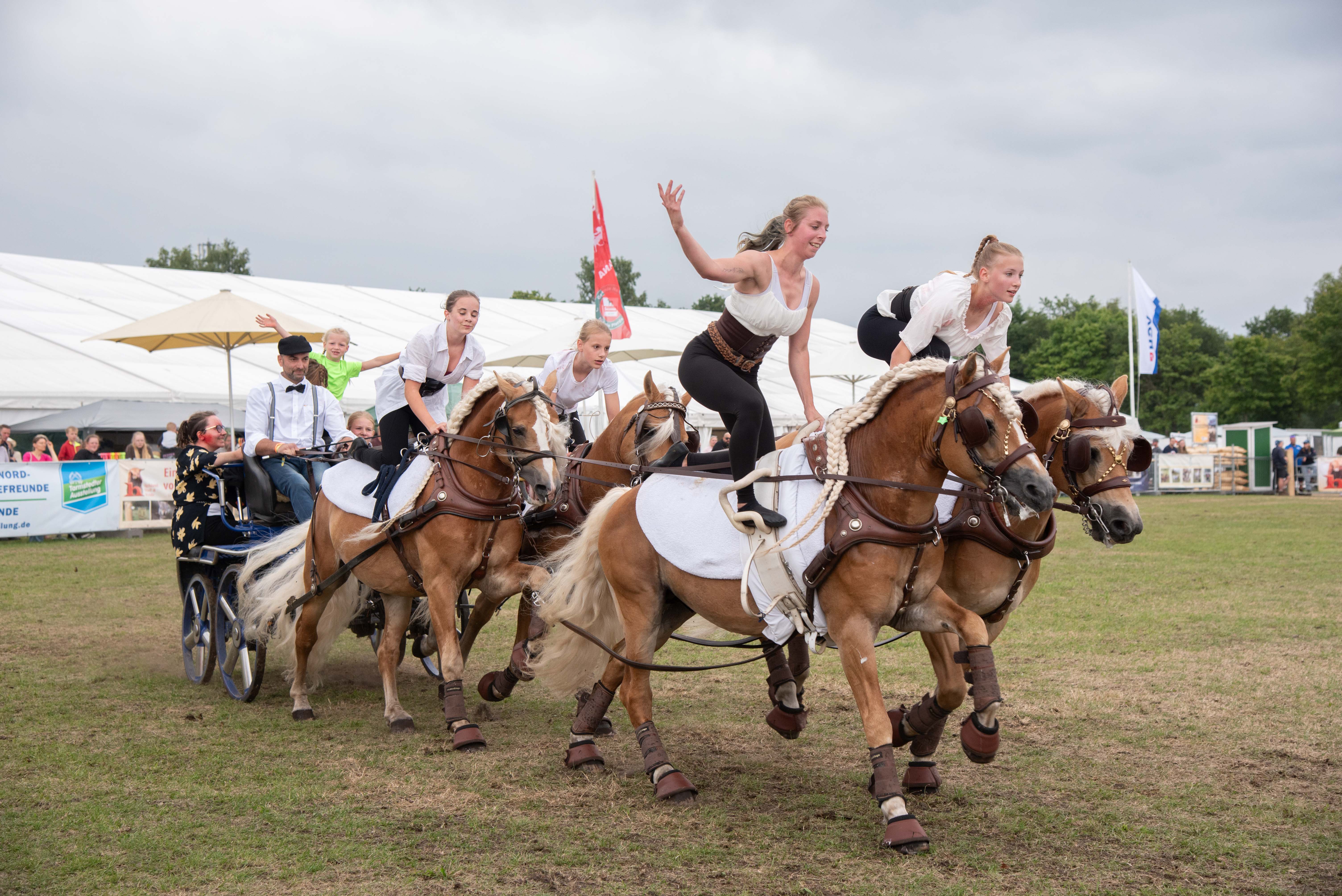 Haflinger Luber und die Voltigierer aus Fischerhude